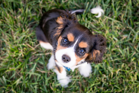 Webinar on Zoom: Natural Puppy Raising