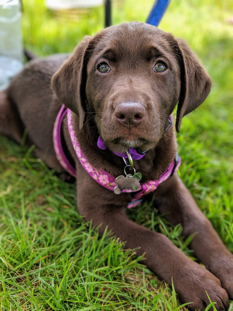 Welcoming a New Dog Into Your Home
