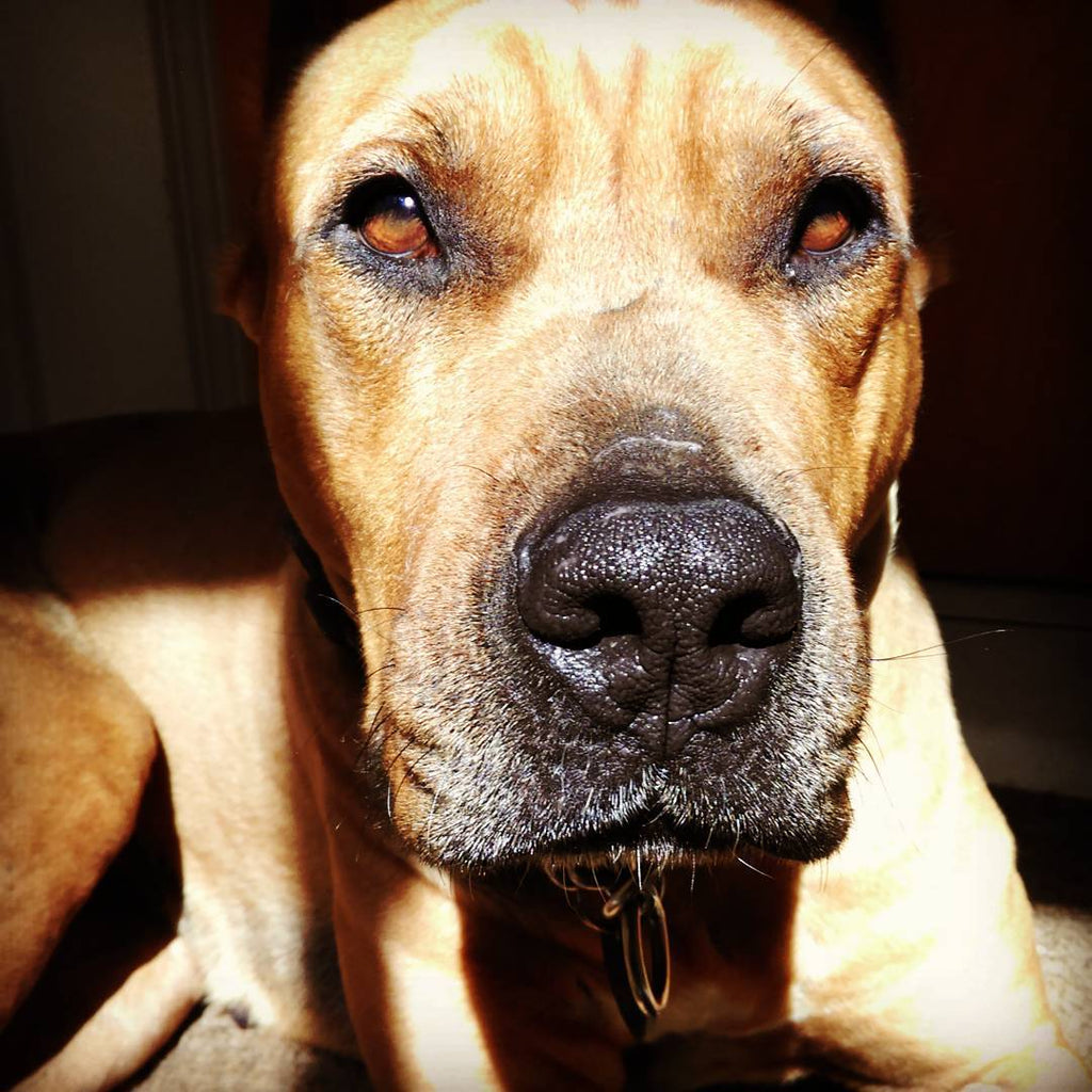 What is Dog Training?