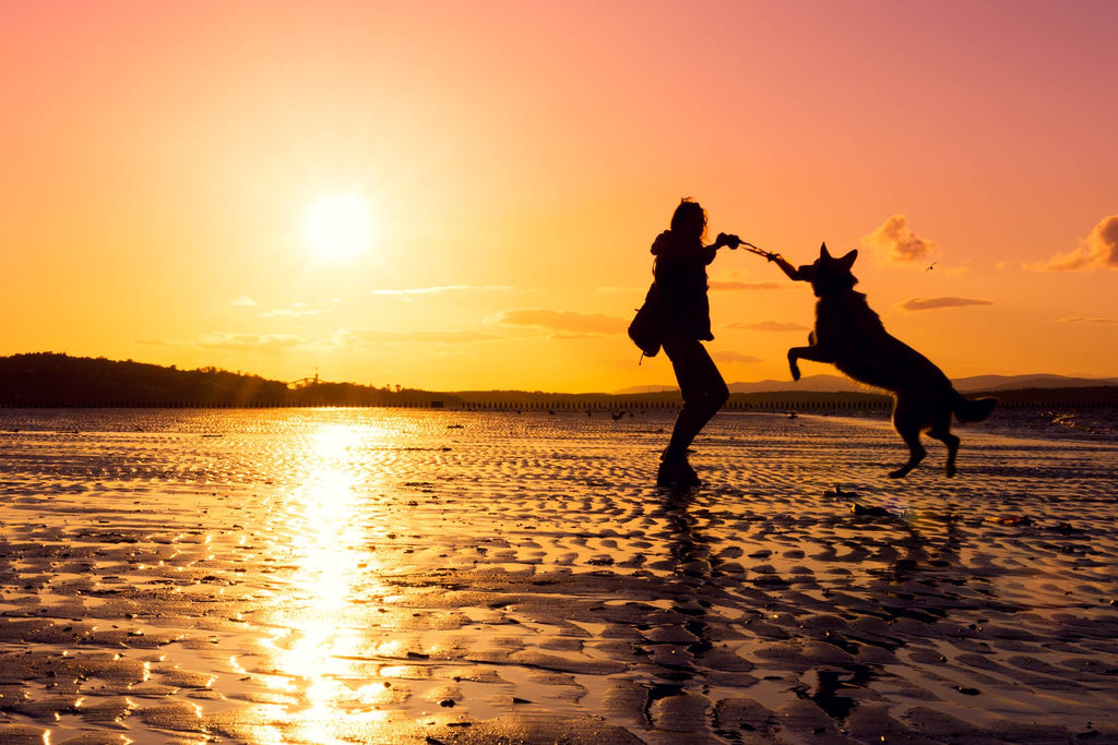 Dog Training as a Process of Entrainment