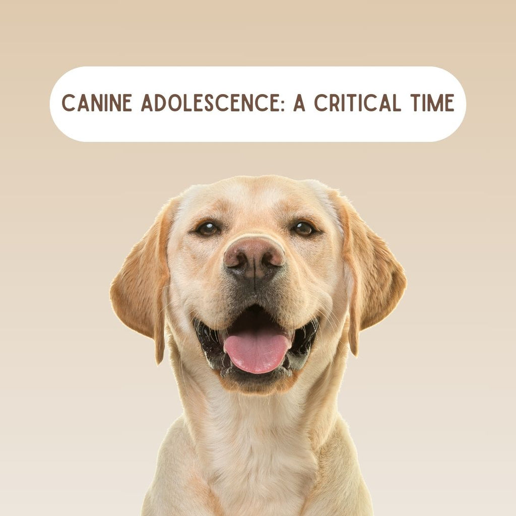 Canine Adolescence