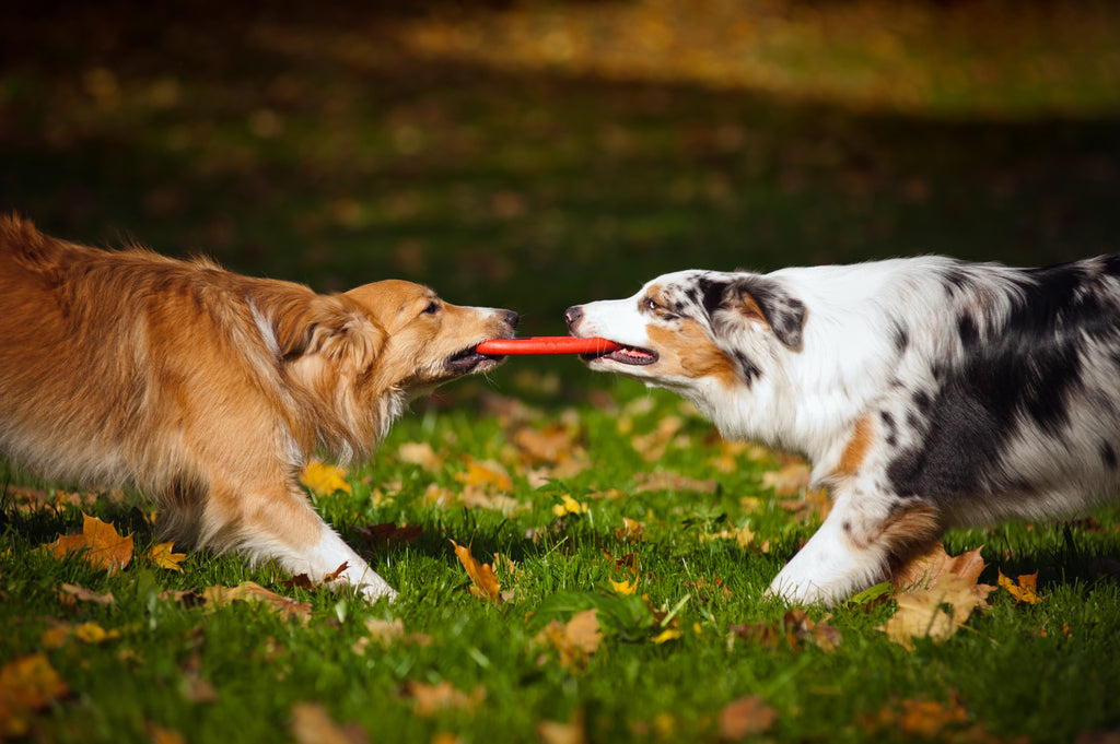 The Non-Duality of Dog Training