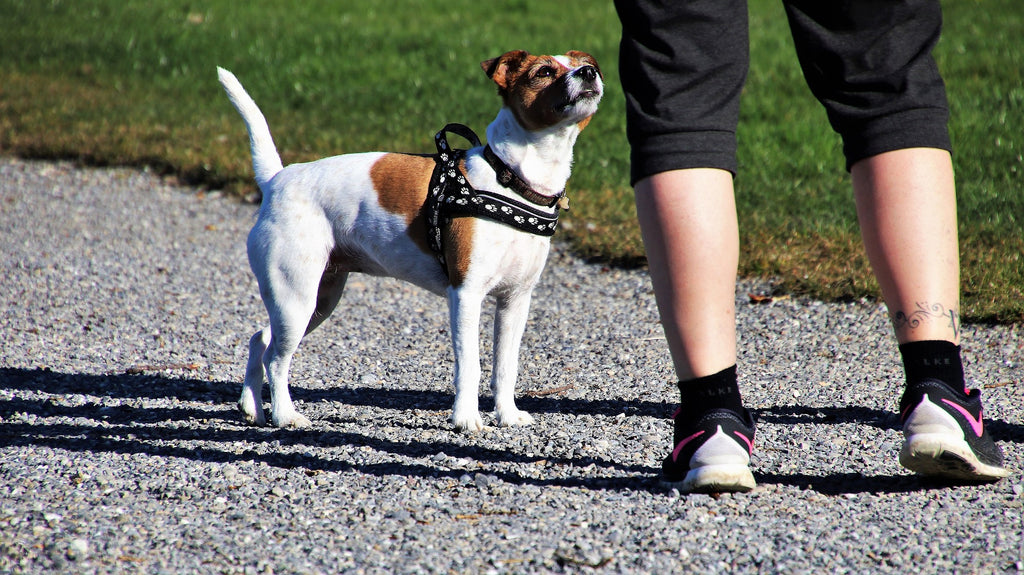 Top Four Traits of a Great Dog Trainer