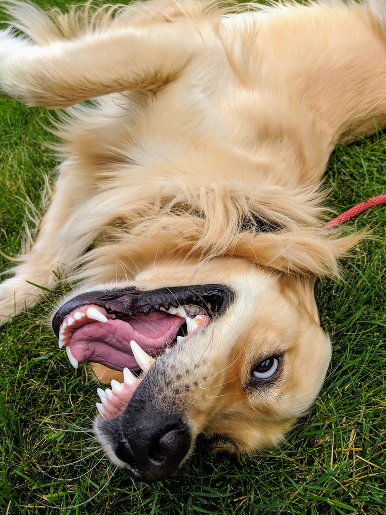 Personal Play and Play Fighting: Co-Regulating with Your Dog