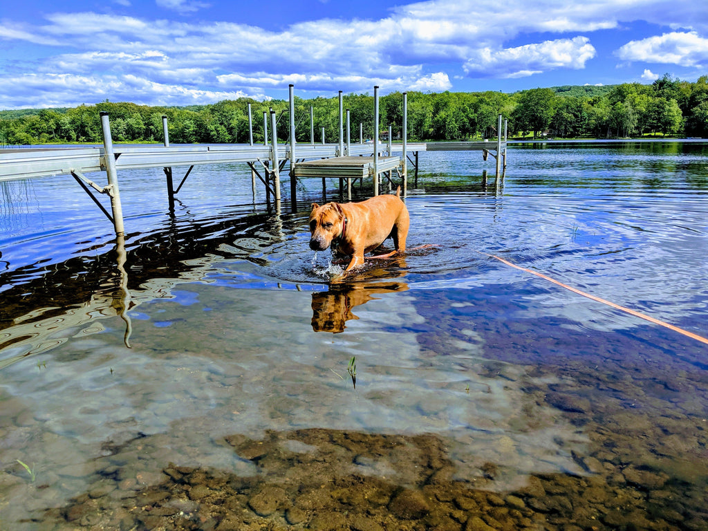 As Your Dog's World Shrinks, So Does His Brain