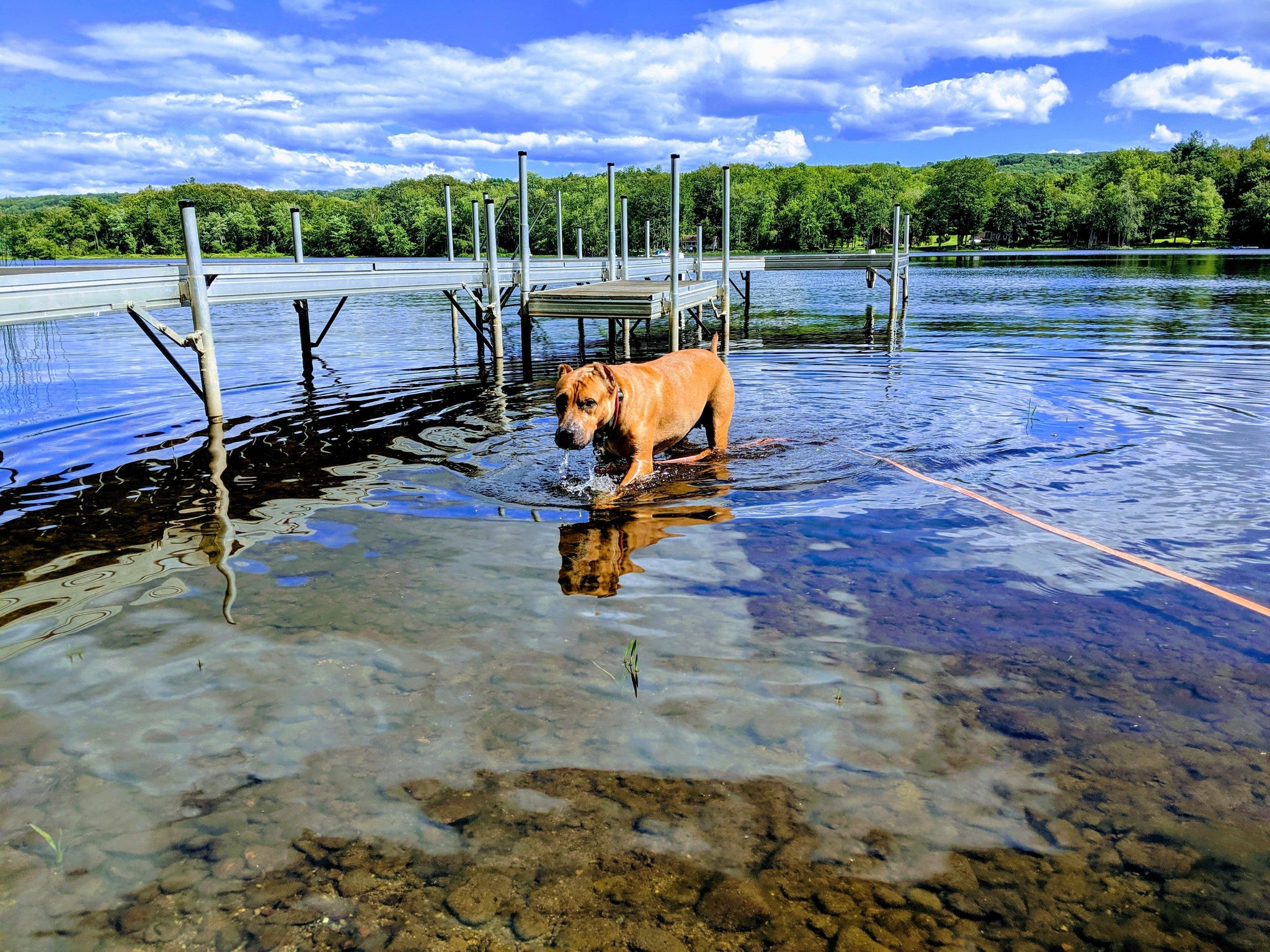 As Your Dog's World Shrinks, So Does His Brain