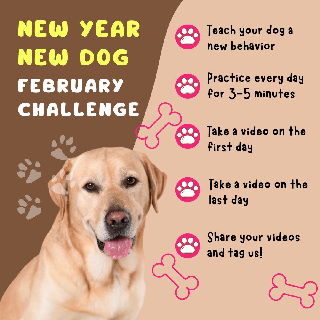 New Year, New Dog: February Challenge