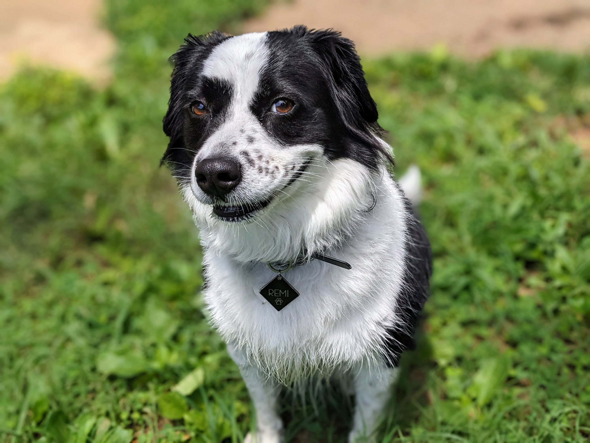 Train Your Dog for Two Minutes Per Day