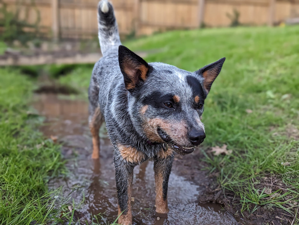 Gratitude and Appreciation: Celebrating Your Heart Dog