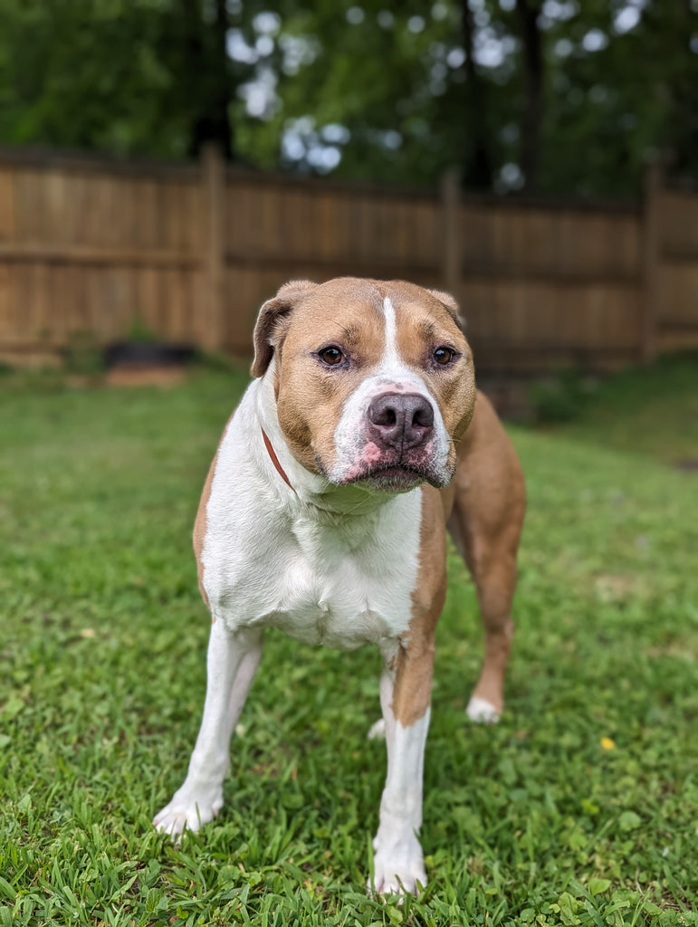 Your Dog Just Wants to be Acknowledged