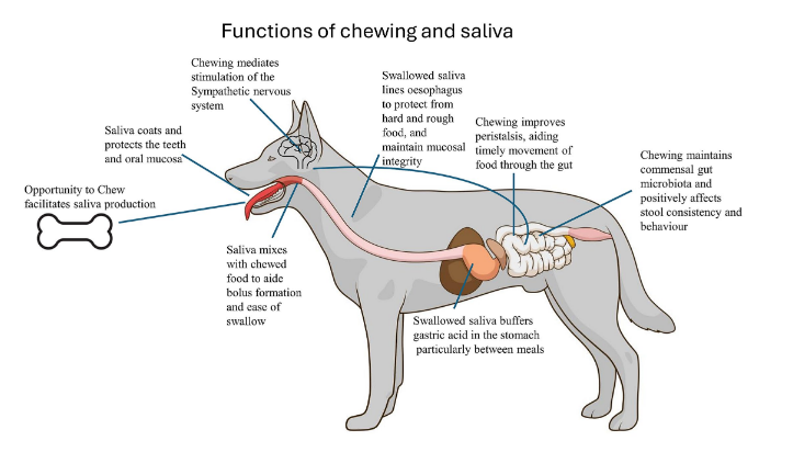 The Importance of CHEWING