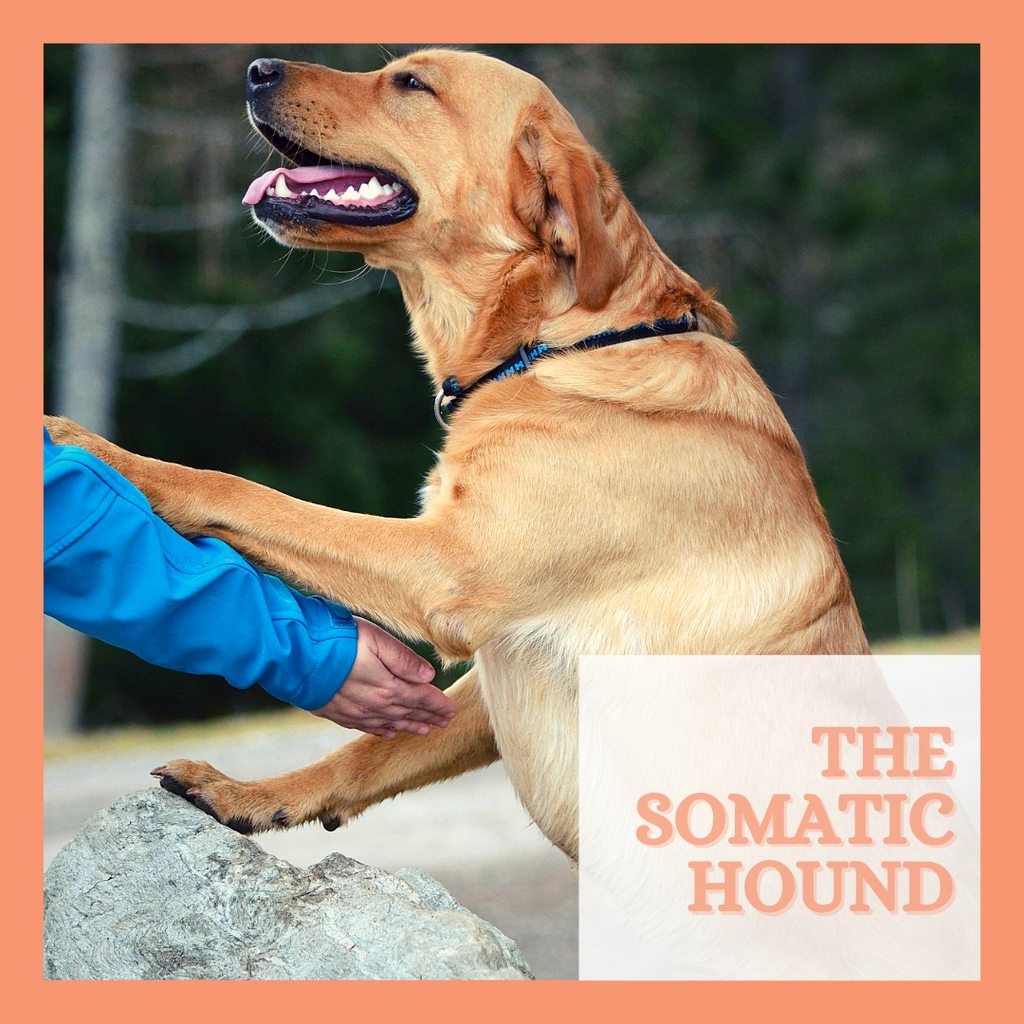 The Somatic Hound Online Course