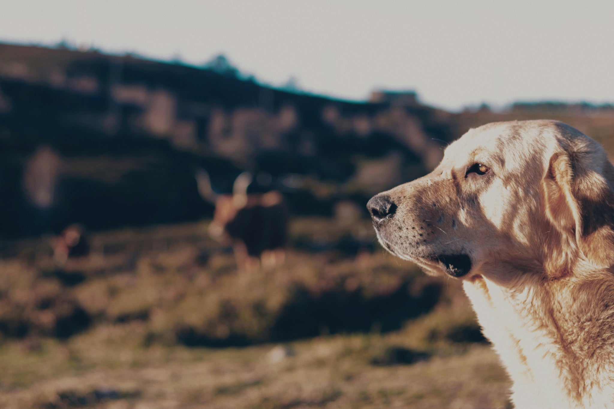 What is "Orienting" and Why It's Important to Your Dog's Nervous System