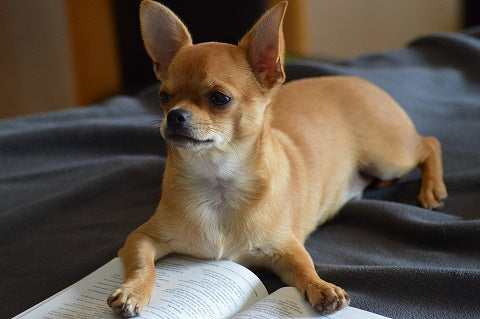 Book Club Starts in February