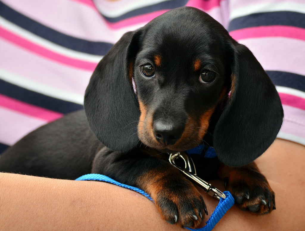 My Top Five Puppy Training Tips