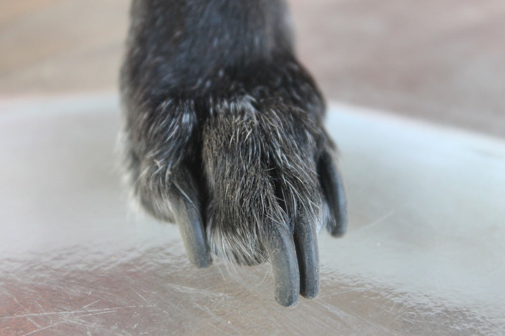 How to Trim Your Dog's Nails