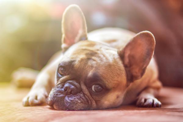 The Attention Diet: 7 Reasons to Ignore Your Dog