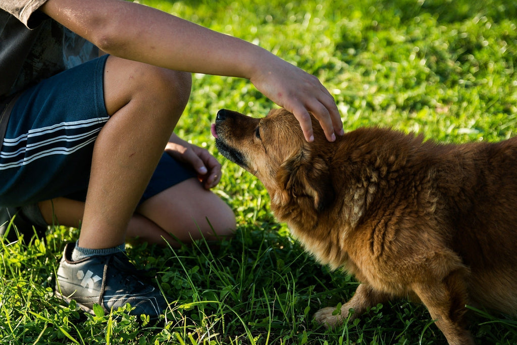 Why Chronic Appeasement is Exhausting for Dogs – Canine Movement Lab