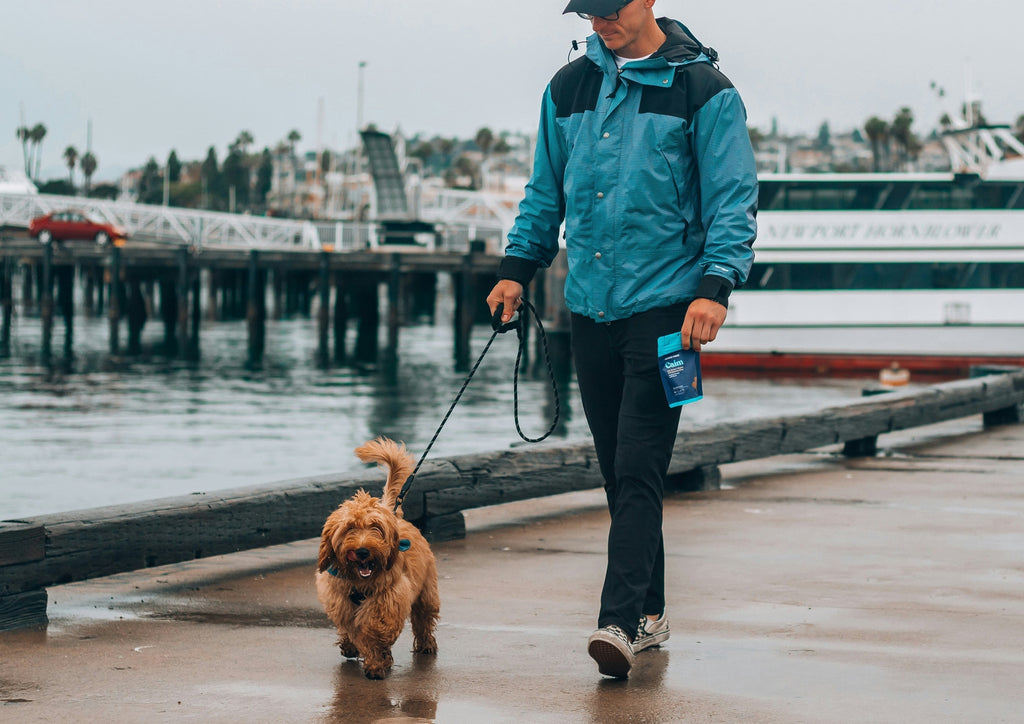 Loose-Lead Walking