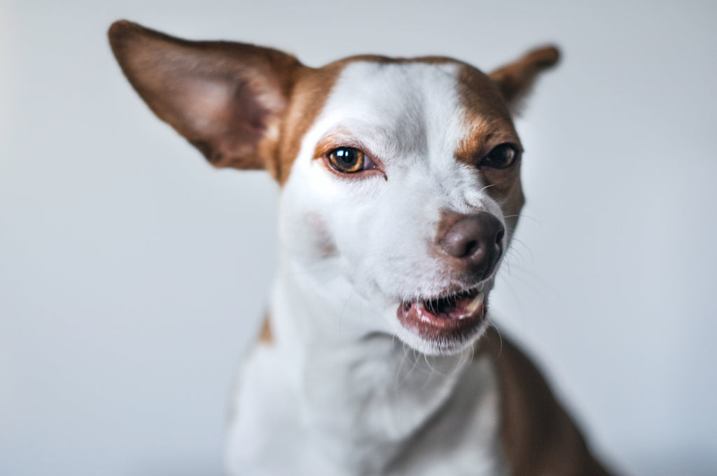 Your Dog is Talking Smack and You're Not Doing Anything About It