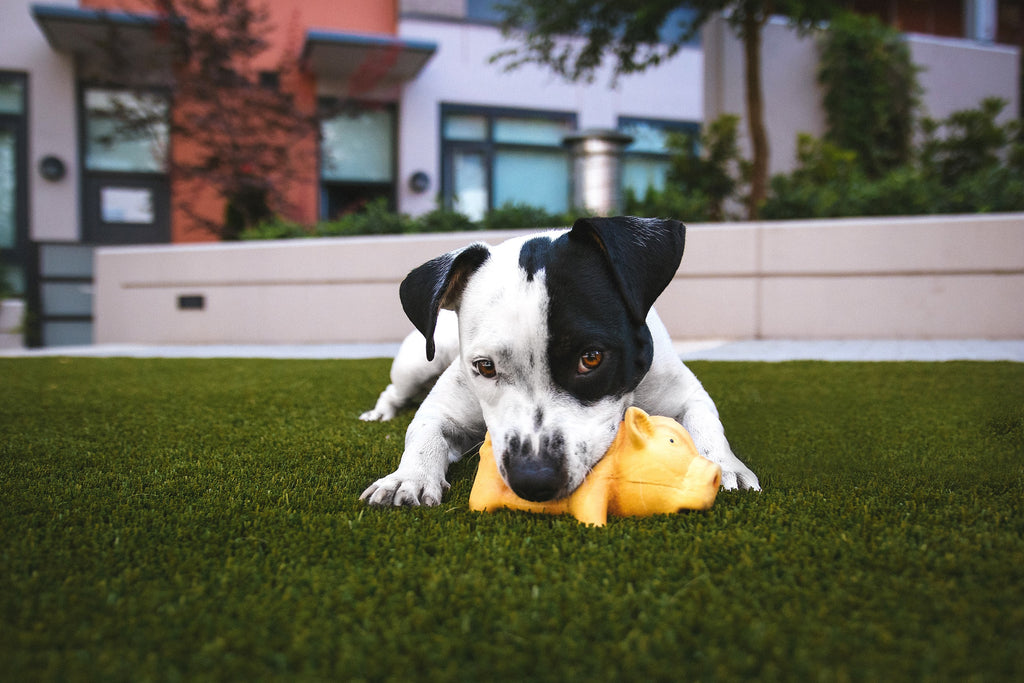 Calming Your Hyperactive Dog