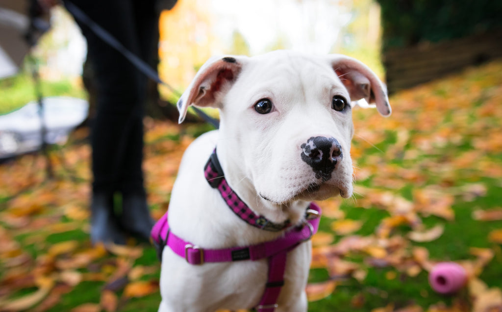 Dog Walking: Expectations vs. Reality