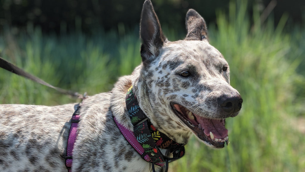 Why I Don't Teach Eye Contact: How to Handle Leash-Reactivity