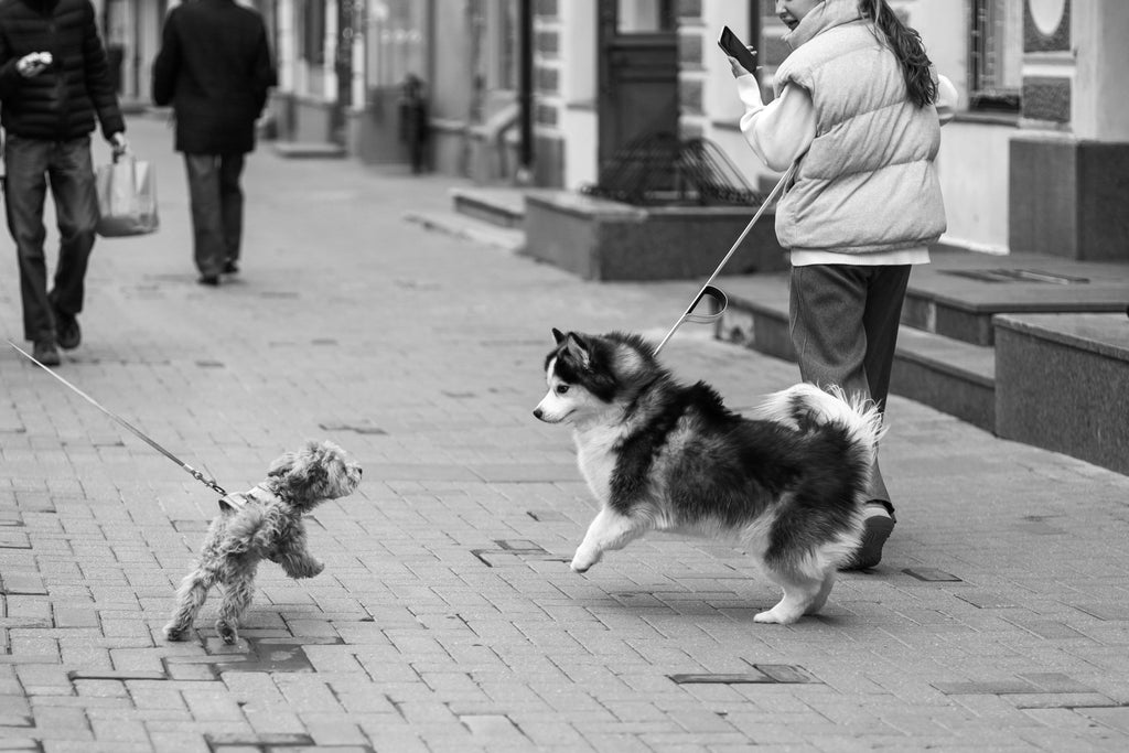 What is Leash Reactivity, Really?