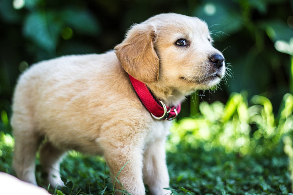 Crate Training Your Puppy