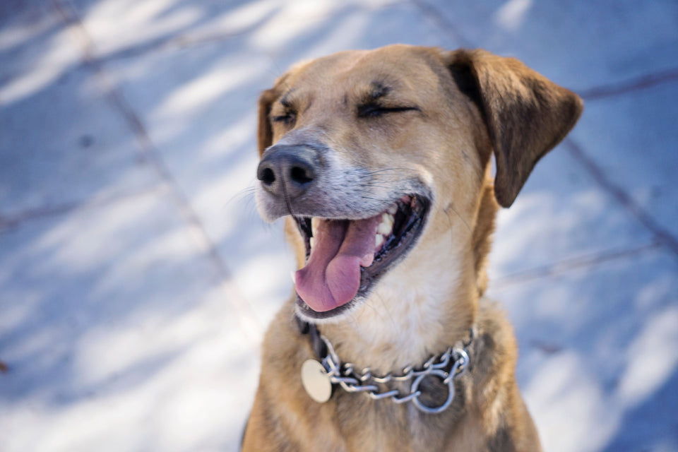 Dog Training Services
