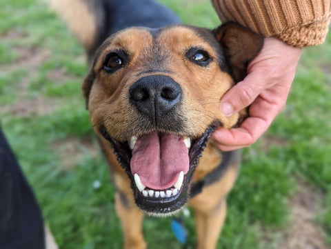 Heart Dog Handbook Online Workshop