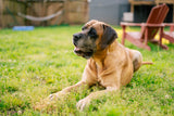 Canine Core Method: Dog Training
