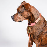 martingale collar / rose + grape / limited edition