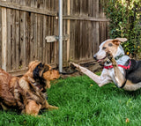 Reactive Dog Rehab: Online Coaching Program