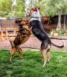 Reactive Dog Rehab: Online Coaching Program