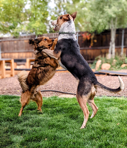 Reactive Dog Rehab: Online Coaching Program