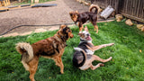 Reactive Dog Rehab: Online Coaching Program
