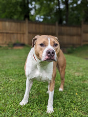 Overnight Dog Boarding