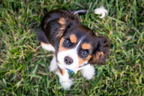 Remote Puppy Package