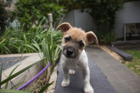 Canine Core Method: Puppy Lessons