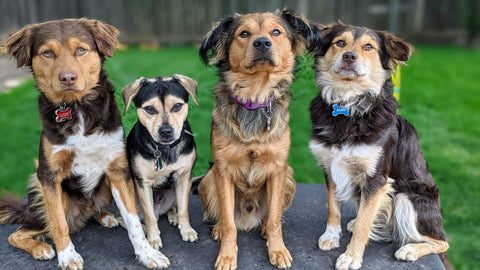 Enrichment Day Care for Dogs – Canine Movement Lab