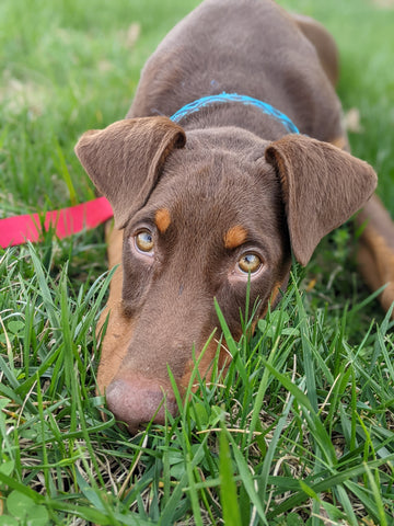 Somatic Hound: Part Three
