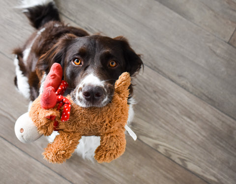 Webinar on Zoom: Calm Dog is a Happy Dog