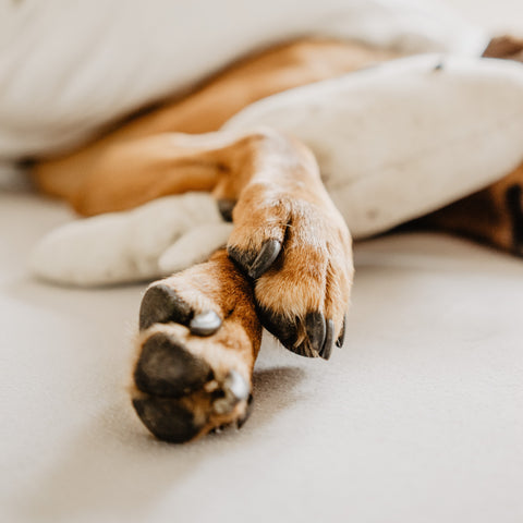 Nail Trimming for Dogs Portland Maine