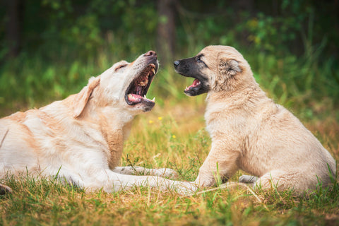 Behavioral Asssessment: Multiple Dogs